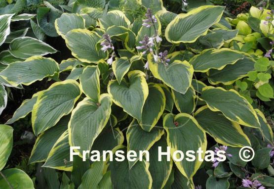 Hosta Royal Tapestry